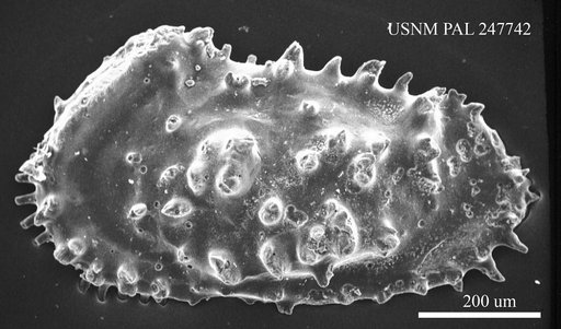 Actinocythereis rosefieldensis (Howe & Law, 1936)