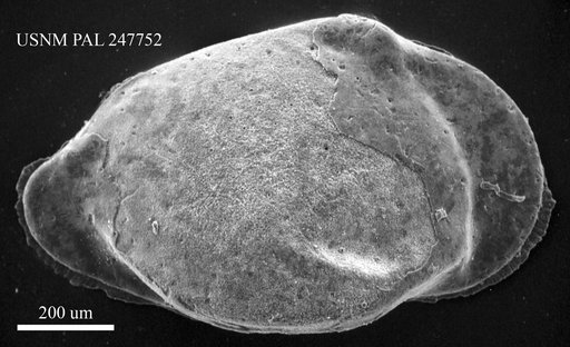 Brachycythere sp.