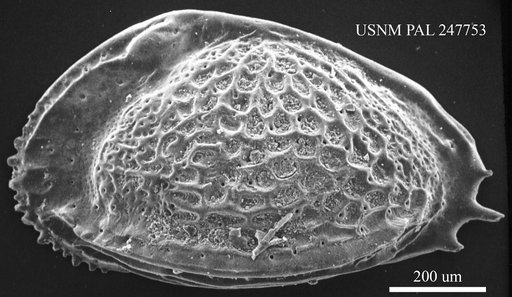 Brachycythere sp.