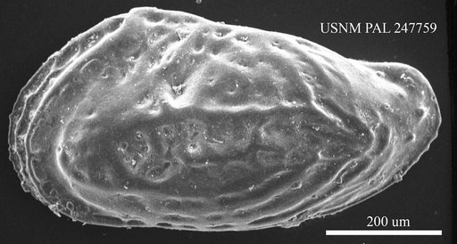 Buntonia sp.