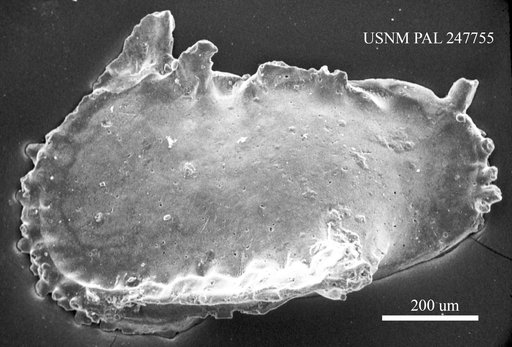 Pterygocythere sp.