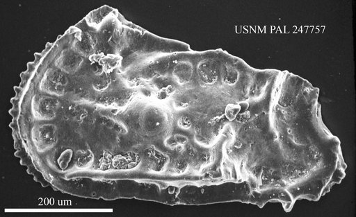 Genus indet. sp. indet.