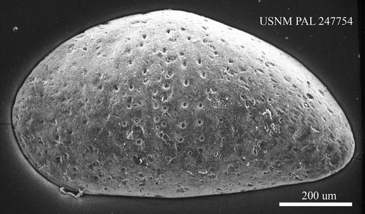 Cytheridea fornicata Alexander, 1934