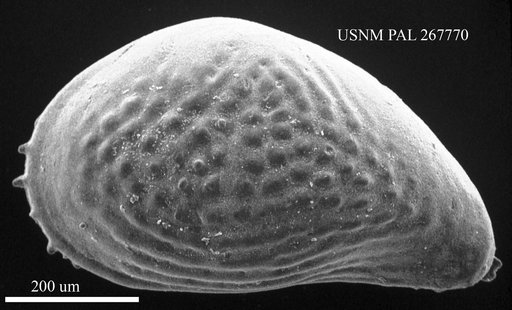 Haplocytheridea sp