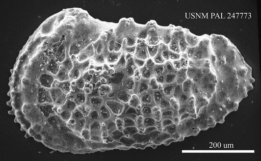 Acanthocythereis cf. washburni (Stephenson, 1944)