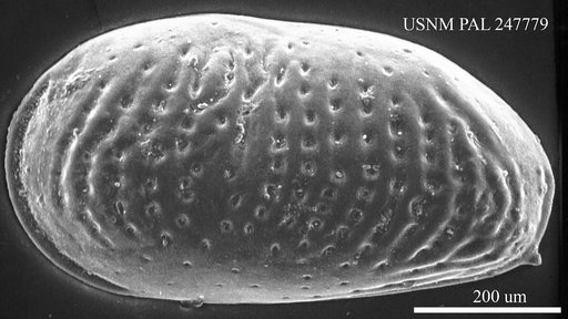 Haplocytheridea veatchi (Howe & Garrett, 1934)