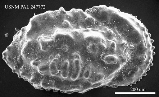 Actinocythereis splendens (Sutton & Williams, 1939)