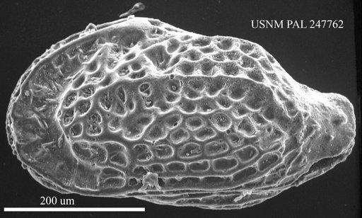 Buntonia sp.