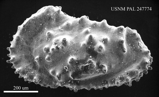 Trachyleberis sp