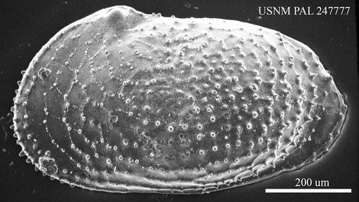 Echinocythereis jacksonensis Howe & Pyeatt, 1935