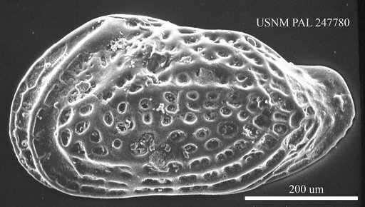 Buntonia subtriangularis (Sutton & Williams, 1939)