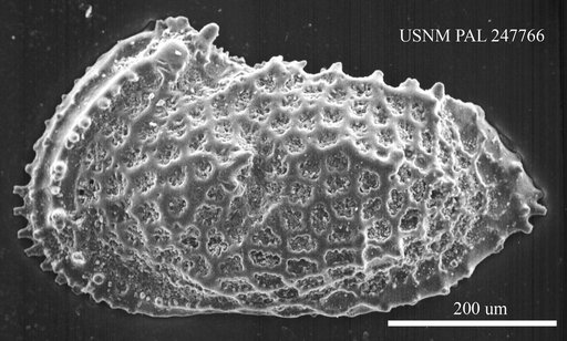 Cythereis sp.