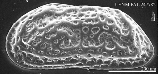 Clithrocytheridea caldwellensis Howe & Chambers, 1935