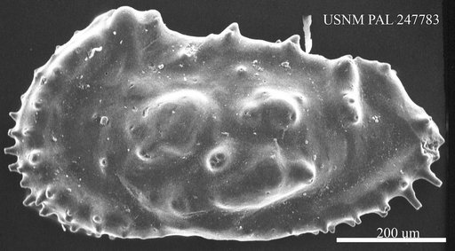 Actinocythereis sp