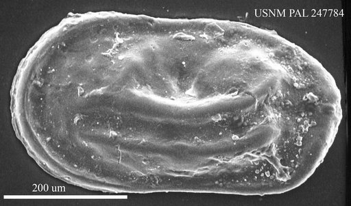 Cytherelloidea danvillensis Howe, 1934