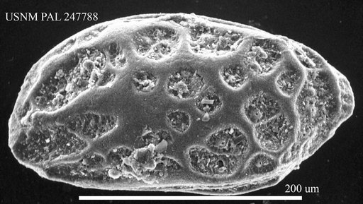 Hemicytherura cellulosa (Norman, 1865)