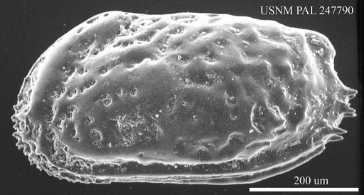 Genus indet. sp. indet.