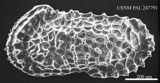 Murrayina sp.