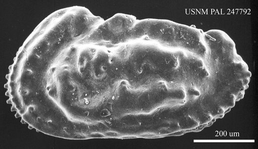 Actinocythereis sp