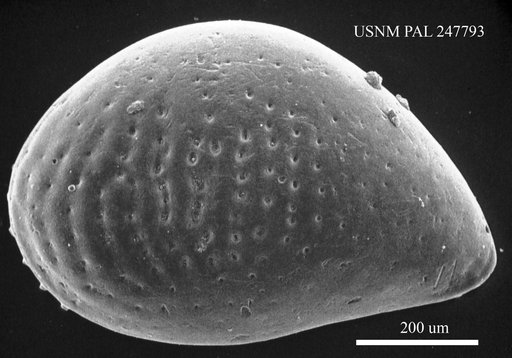 Cytheridea sp