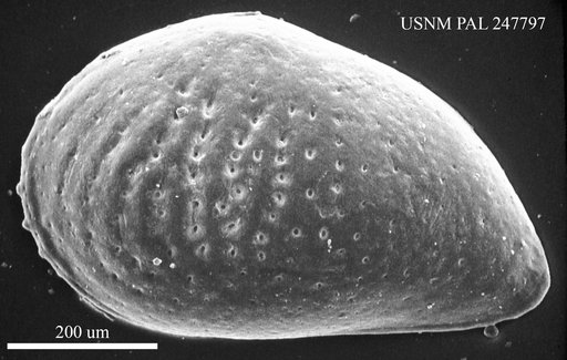 Haplocytheridea montgomeryensis (Howe & Chambers, 1935)