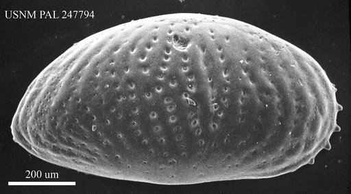 Cytheridea sp