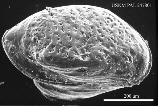 Cytheropteron latissimum (Norman, 1865)