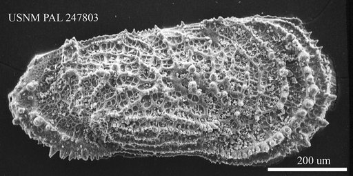 Oxycythereis sp. Benson, 1974