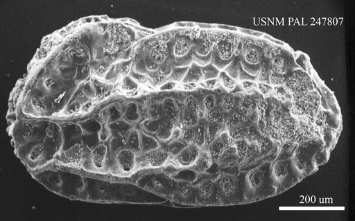 Chrysocythere sp.