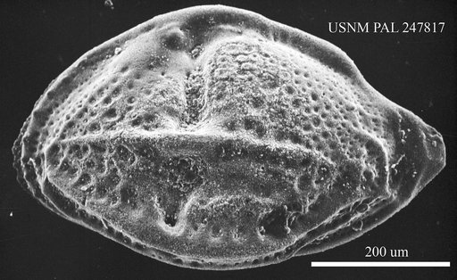 Paijenborchella sp.