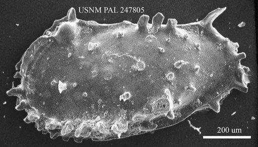 Pterygocythereis sp