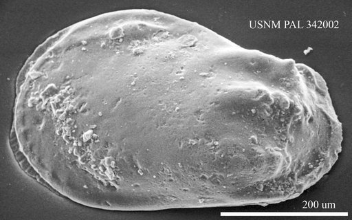 Phacorhabdotus sp