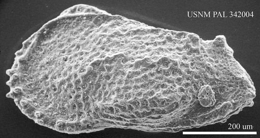Oxycythereis sp. Benson, 1974