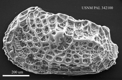Abyssocythere sp.
