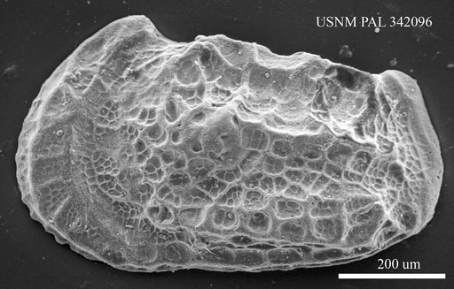 Abyssocythere sp.