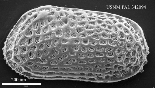 Nonurocythereis disco