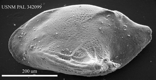 Cytheropteron sp.