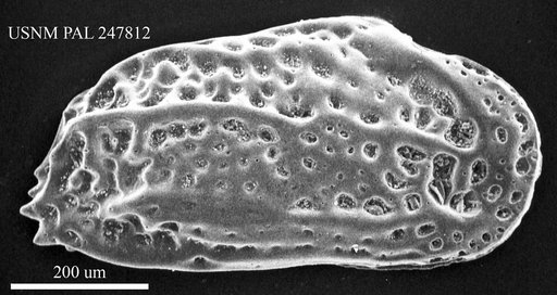 Flexus rubra (Mueller, 1894)