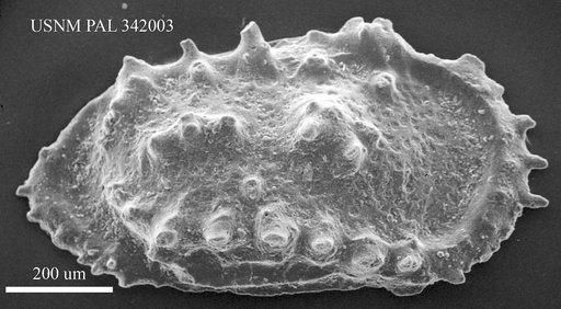 Cythereis sp.