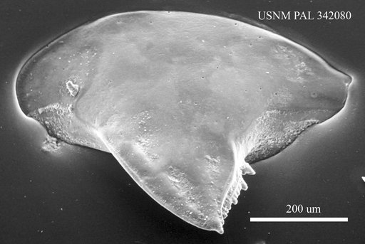 Cytheropteron ? alatum Sars, 1866