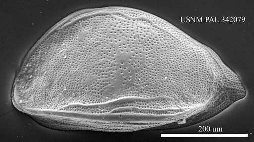 Cytheropteron testudo Sars, 1869
