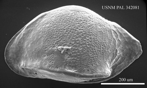 Cytheropteron sp.
