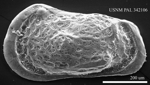 Muellerina abyssicola (Sars, 1866)