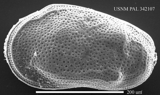 Cluthia cluthae Brady et al., 1874