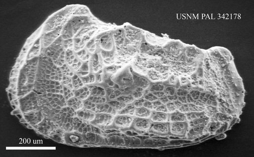 Abyssocythere sp.