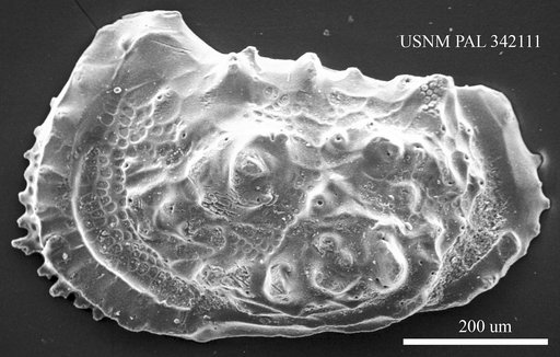 Paleoabyssocythere sp.