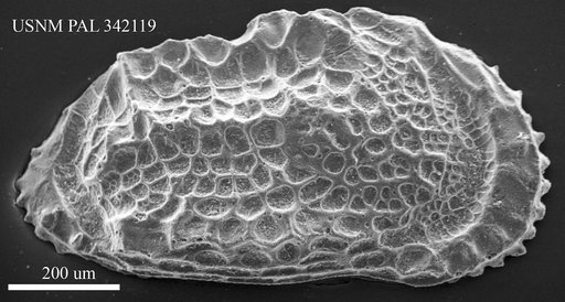 Paleoabyssocythereis ? sp.