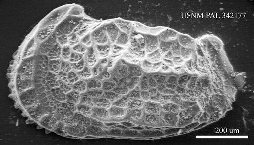 Abyssocythere sp.