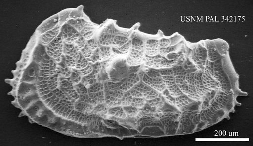 Abyssocythere sp.