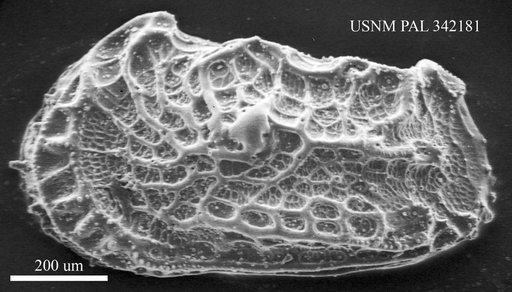 Abyssocythere sp.